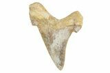 Serrated Sokolovi (Auriculatus) Shark Tooth - Dakhla, Morocco #249393-1